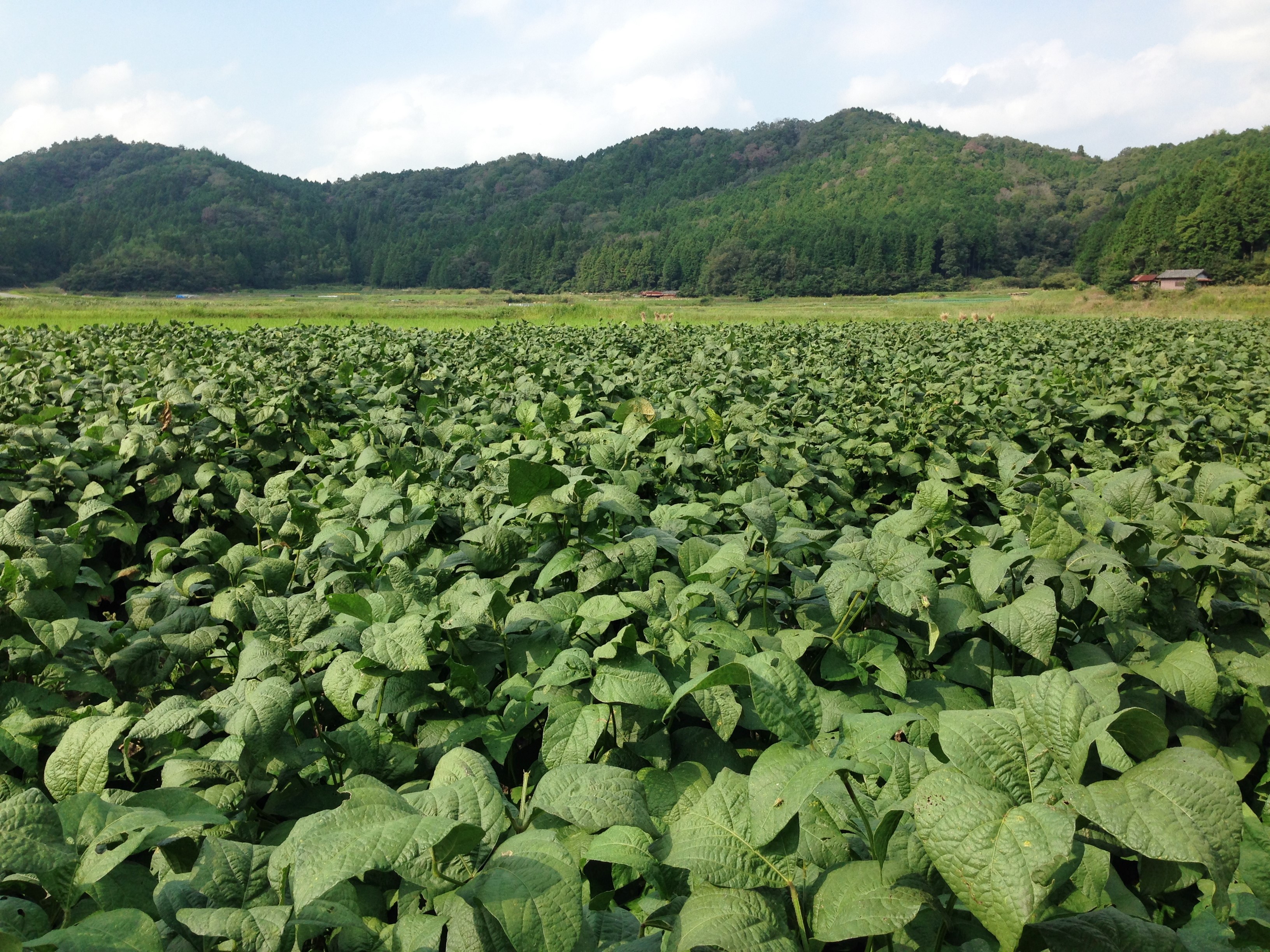 今が旬 丹波篠山の黒大豆の枝豆を味わう 株式会社まつの