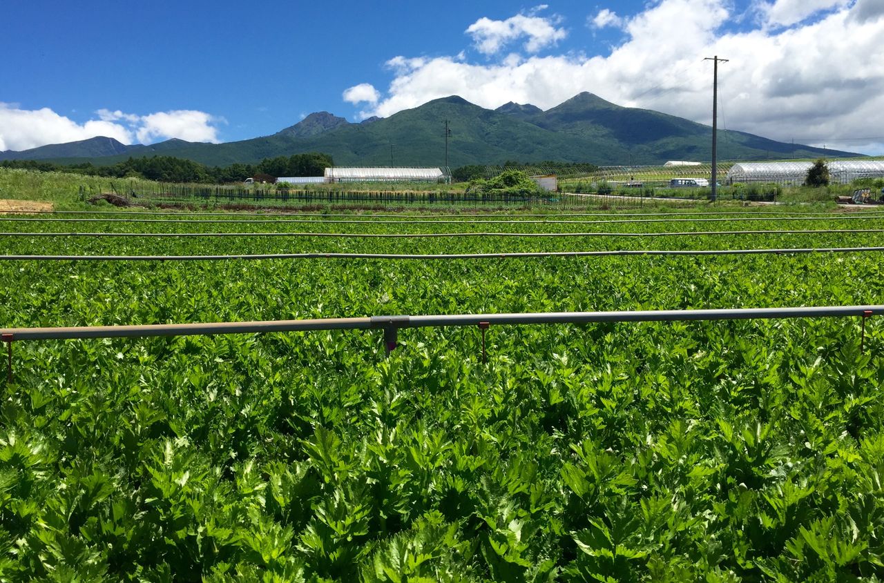 八ヶ岳の麓で元気に育つみずみずしいセルリー 株式会社まつの