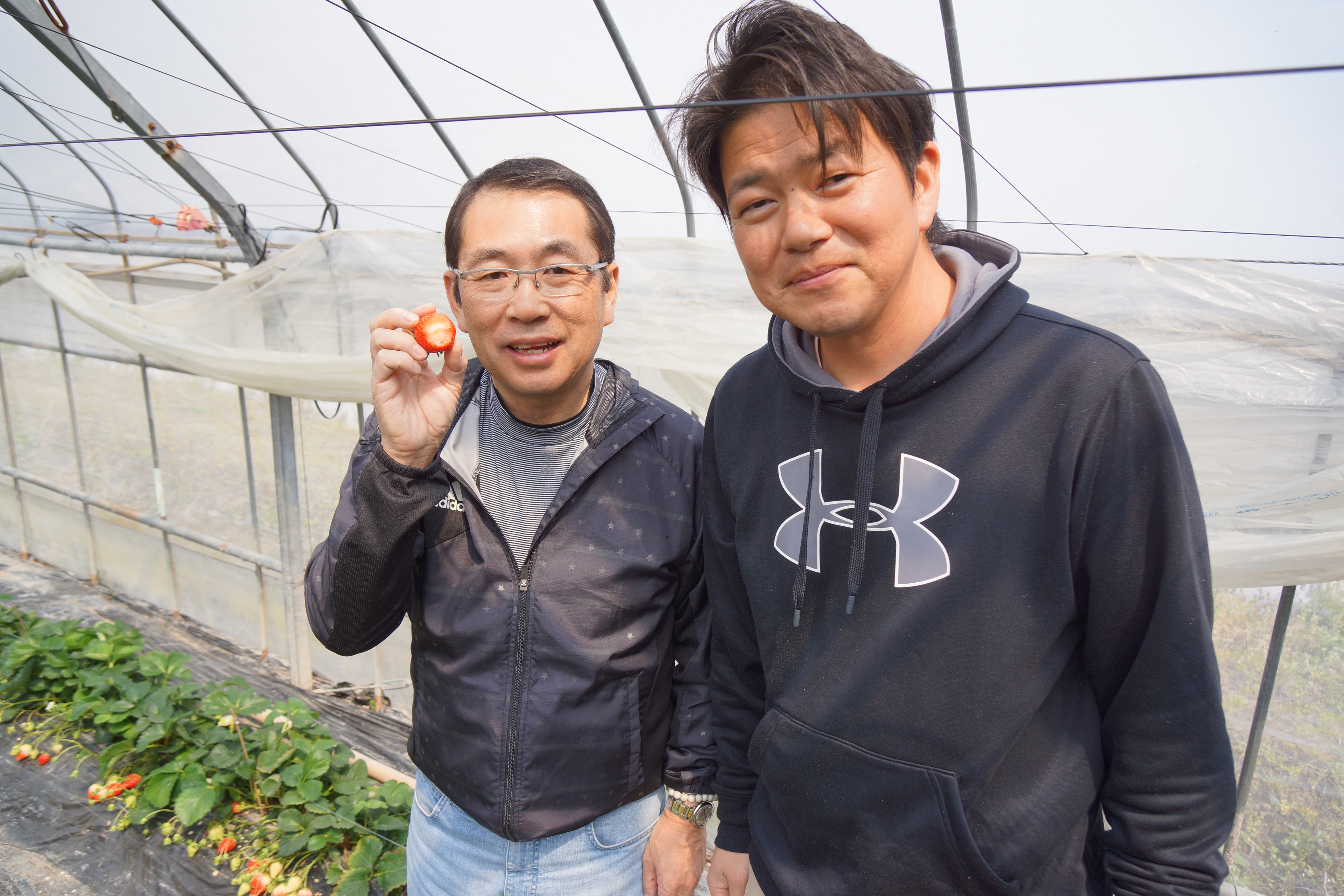 こだわり土耕栽培のイチゴ さがほのか 株式会社まつの