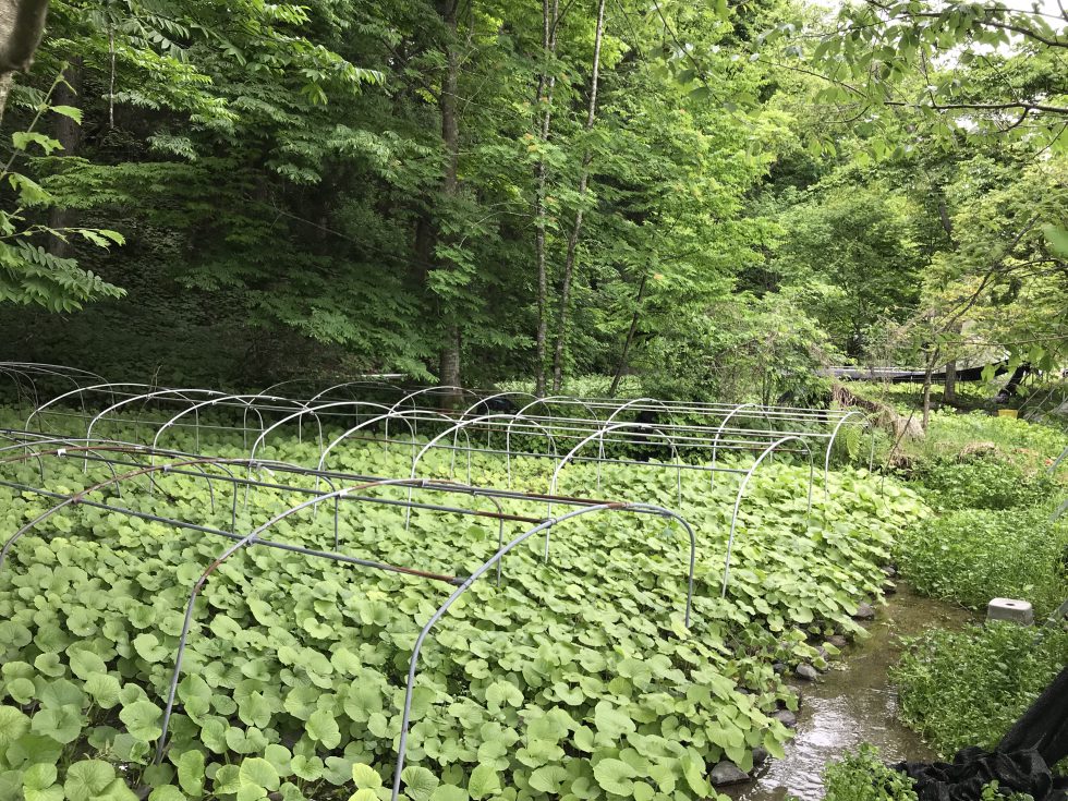 青森の資源が生んだ和食材 生わさび 前編 株式会社まつの