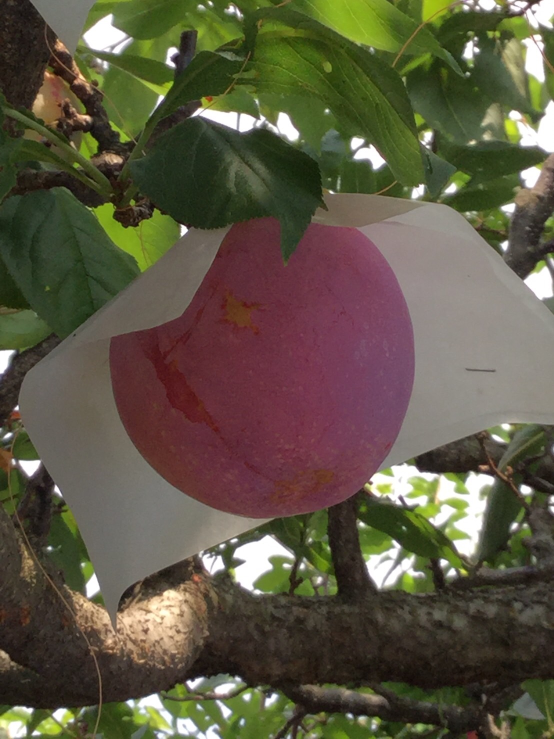 貴陽☆食べ頃の確認☆ご覧ください - 果物